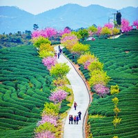 萌庭若拾